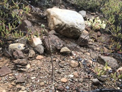 Pelargonium luteolum