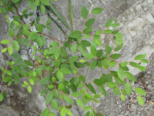 Cotoneaster glaucophyllus