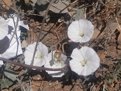 Convolvulus arvensis