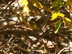 Serinus canaria canaria
