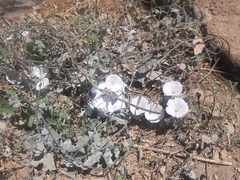 Convolvulus arvensis