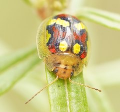 Paropsisterna gloriosa