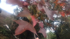 Liquidambar formosana