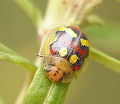 Paropsisterna gloriosa