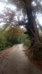 Liquidambar formosana