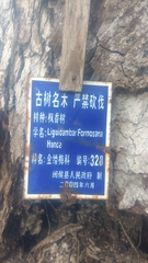 Liquidambar formosana