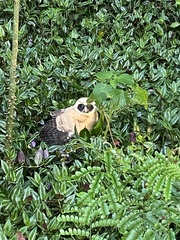 Pulsatrix koeniswaldiana