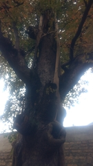 Liquidambar formosana