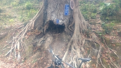 Liquidambar formosana