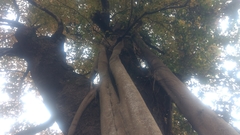 Liquidambar formosana