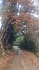 Liquidambar formosana