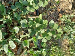 Zygophyllum fabago