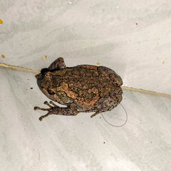 Uperodon taprobanicus