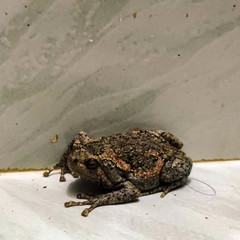 Uperodon taprobanicus