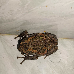 Uperodon taprobanicus