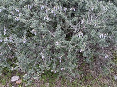 Teucrium brevifolium