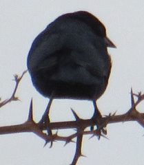 Molothrus rufoaxillaris