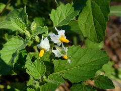 Solanum tweedianum