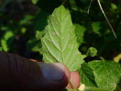 Solanum tweedianum