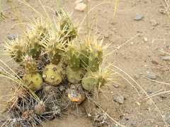 Maihueniopsis ovata