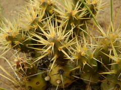 Maihueniopsis ovata