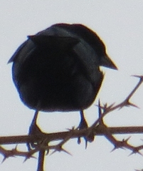 Molothrus rufoaxillaris
