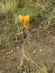 Zephyranthes gilliesiana