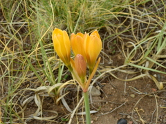 Zephyranthes gilliesiana