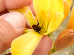 Lithurgopsis rufiventris