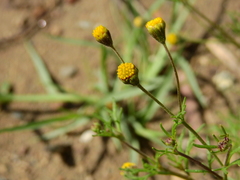 Picradeniopsis multiflora
