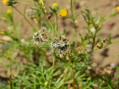 Picradeniopsis multiflora