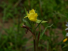 Oenothera picensis