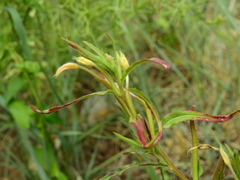 Oenothera picensis