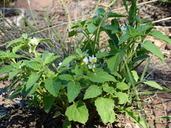 Solanum tweedianum