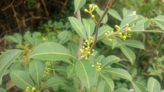 Zanthoxylum asiaticum