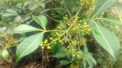 Zanthoxylum asiaticum