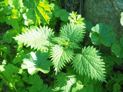 Urtica pilulifera