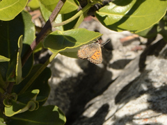 Aloeides thyra thyra