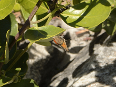 Aloeides thyra thyra