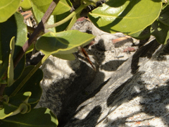 Aloeides thyra thyra