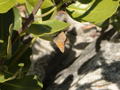 Aloeides thyra thyra