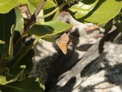 Aloeides thyra thyra