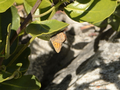 Aloeides thyra thyra