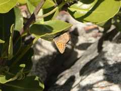 Aloeides thyra thyra