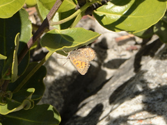 Aloeides thyra thyra