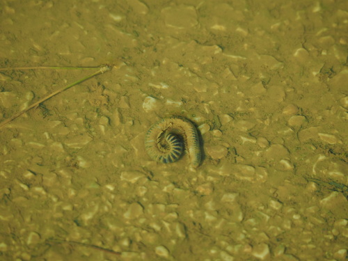Pachyiulus flavipes