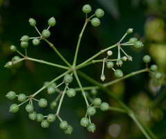 Polyscias australiana