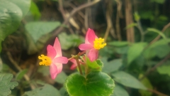 Begonia cucullata