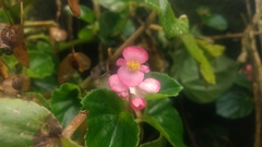 Begonia cucullata