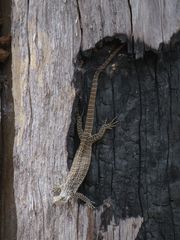 Varanus scalaris